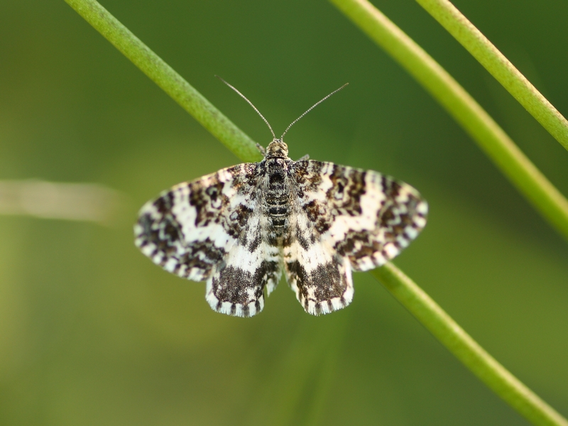 Geometridae da ID - Epirrhoe tristata